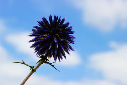 sky nature purple flower thistle flower HD Desktop Wallpaper | Background Image