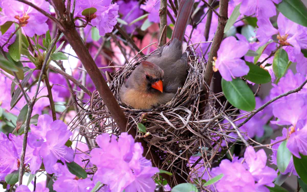 Female cardinal tucked in a twig nest surrounded by vivid purple flowers — 5K Ultra HD PC desktop wallpaper/background.
