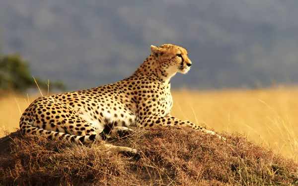 A resting cheetah lies on a mound in golden grasslands, captured in stunning 4K Ultra HD detail for a vibrant PC desktop wallpaper.