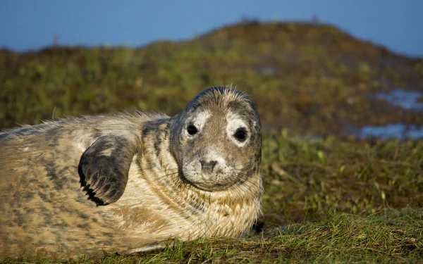 4K Ultra HD PC desktop wallpaper featuring a close-up of a seal resting on grassy land with a blurred natural background.