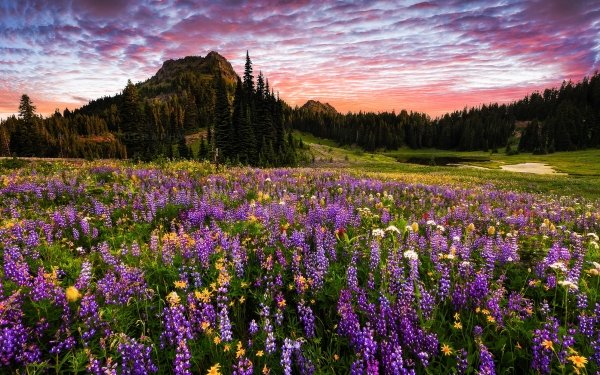 Nature Landscape Mount Rainier Flower Mountain Forest Purple Flower HD Wallpaper | Background Image