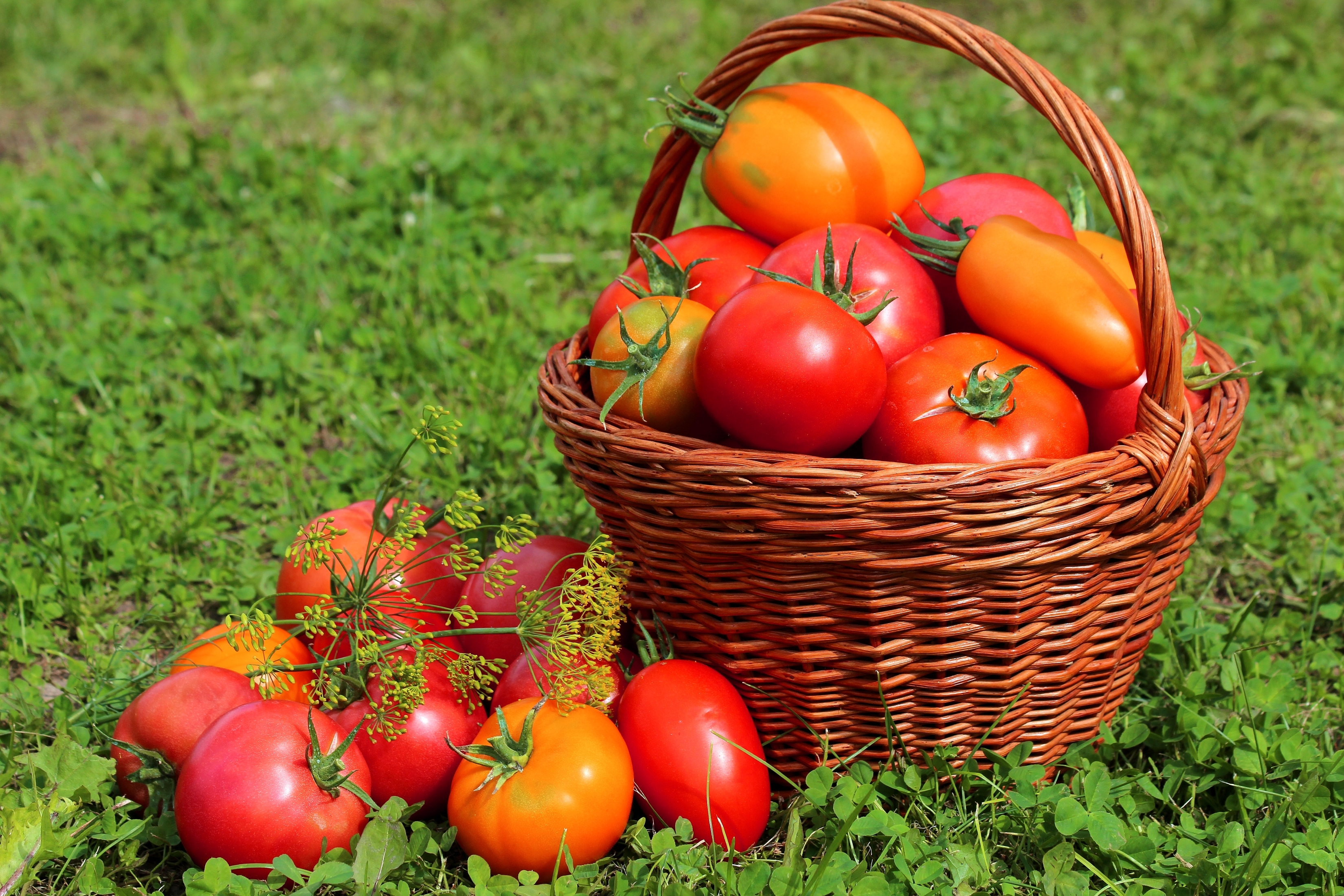 Food Tomato HD Wallpaper | Background Image