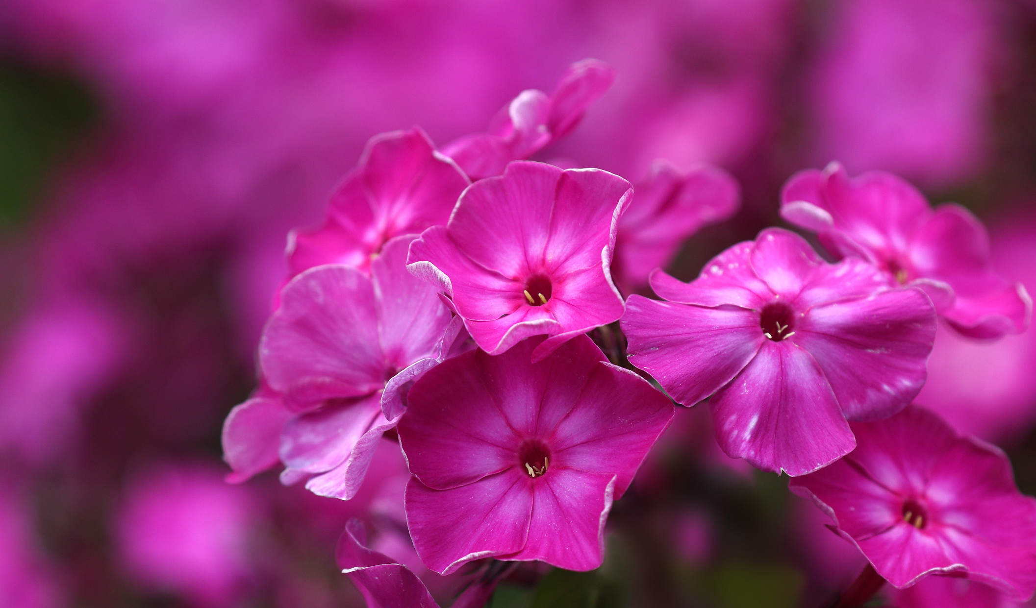 White Phlox Flowers