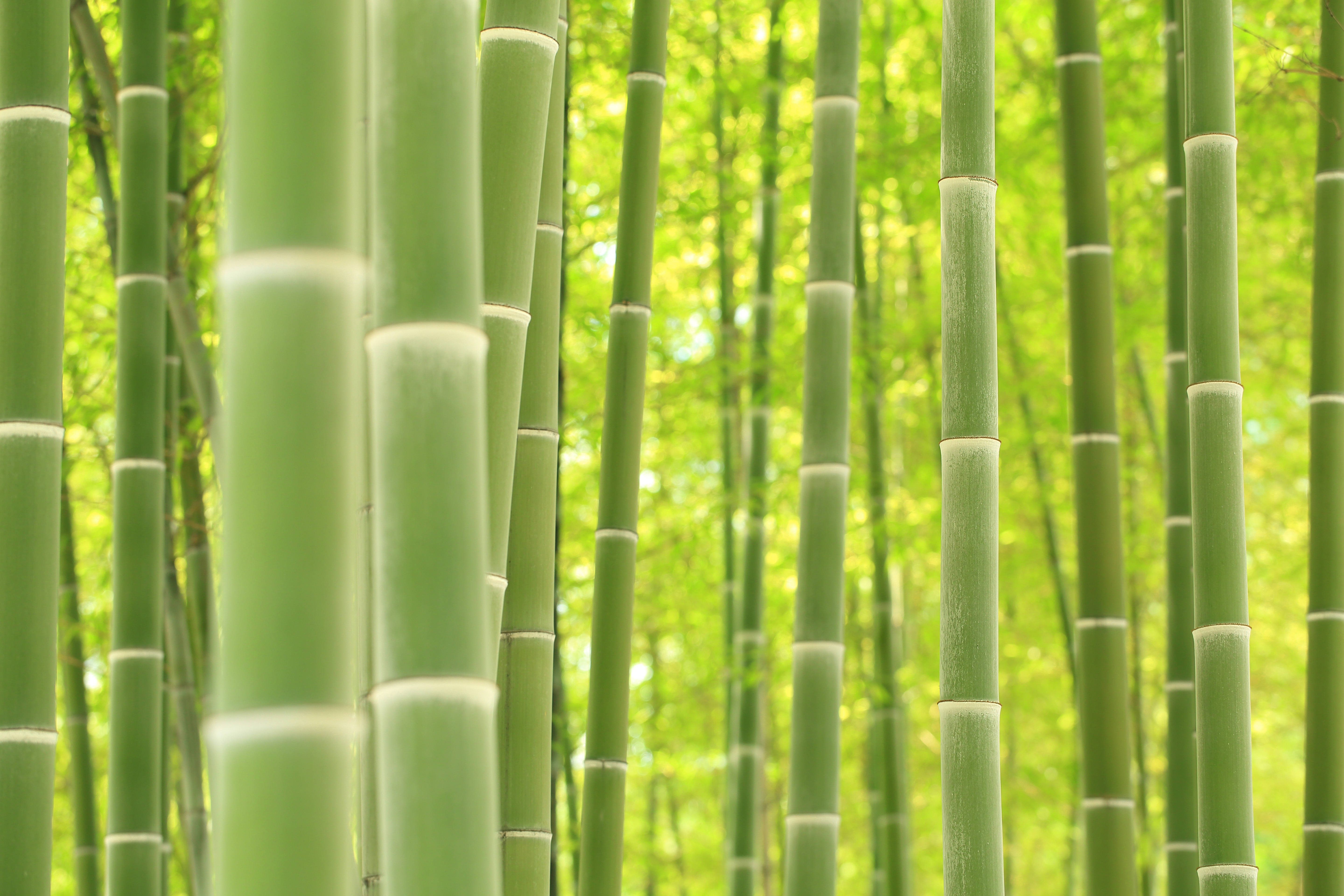 Earth Bamboo HD Wallpaper | Background Image