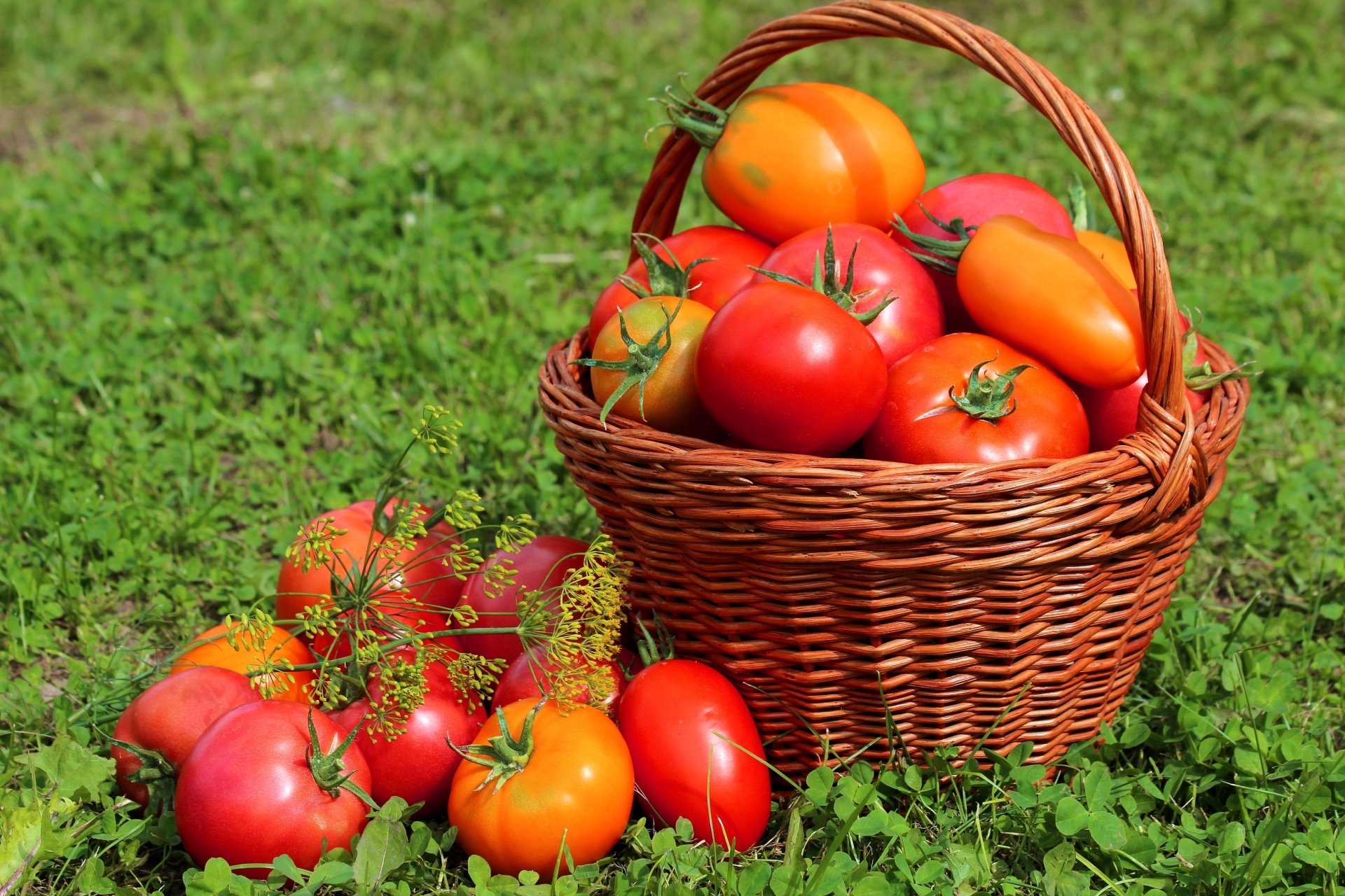 Download Fruit Basket Food Tomato HD Wallpaper