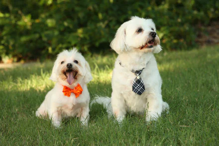  Two cute Maltese dogs with ties on by sheldonl