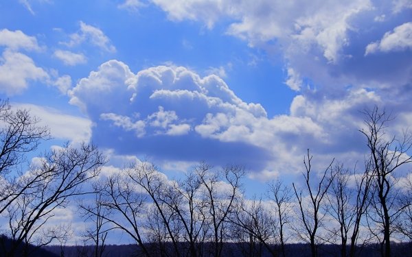 Nature Cloud Sky Blue White Tree HD Wallpaper | Background Image