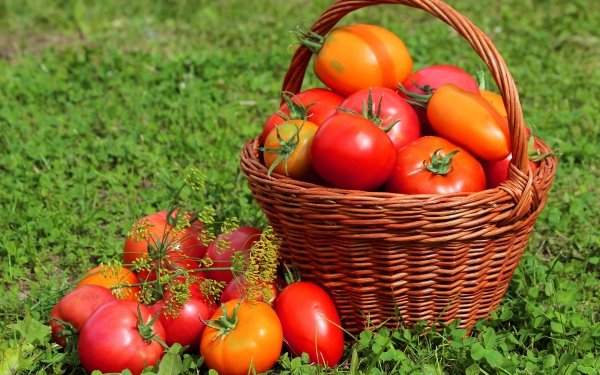 Food Tomato Fruits Basket Fruit HD Wallpaper | Background Image