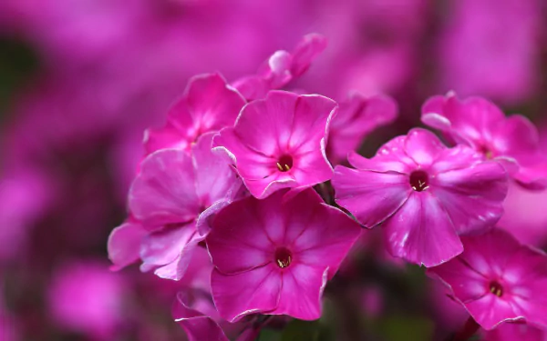 pink flower flower nature blur phlox HD Desktop Wallpaper | Background Image