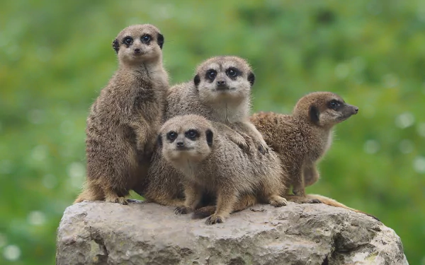 Animal meerkat HD Desktop Wallpaper | Background Image