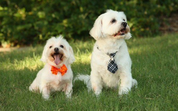Animal Maltese Dogs Dog Portrait HD Wallpaper | Background Image