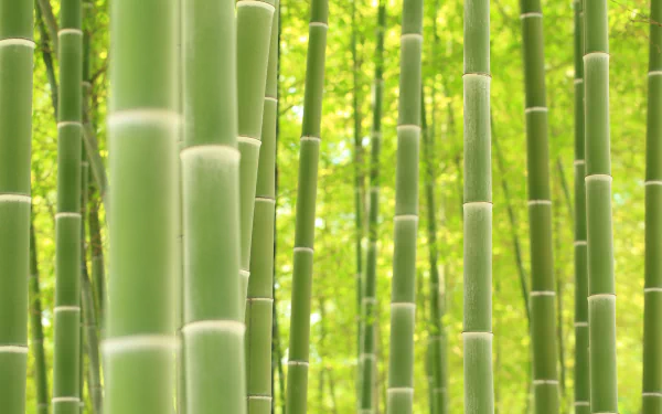 Lush green bamboo stalks in a vibrant natural setting, captured in stunning 4K Ultra HD for a sharp PC desktop wallpaper background.