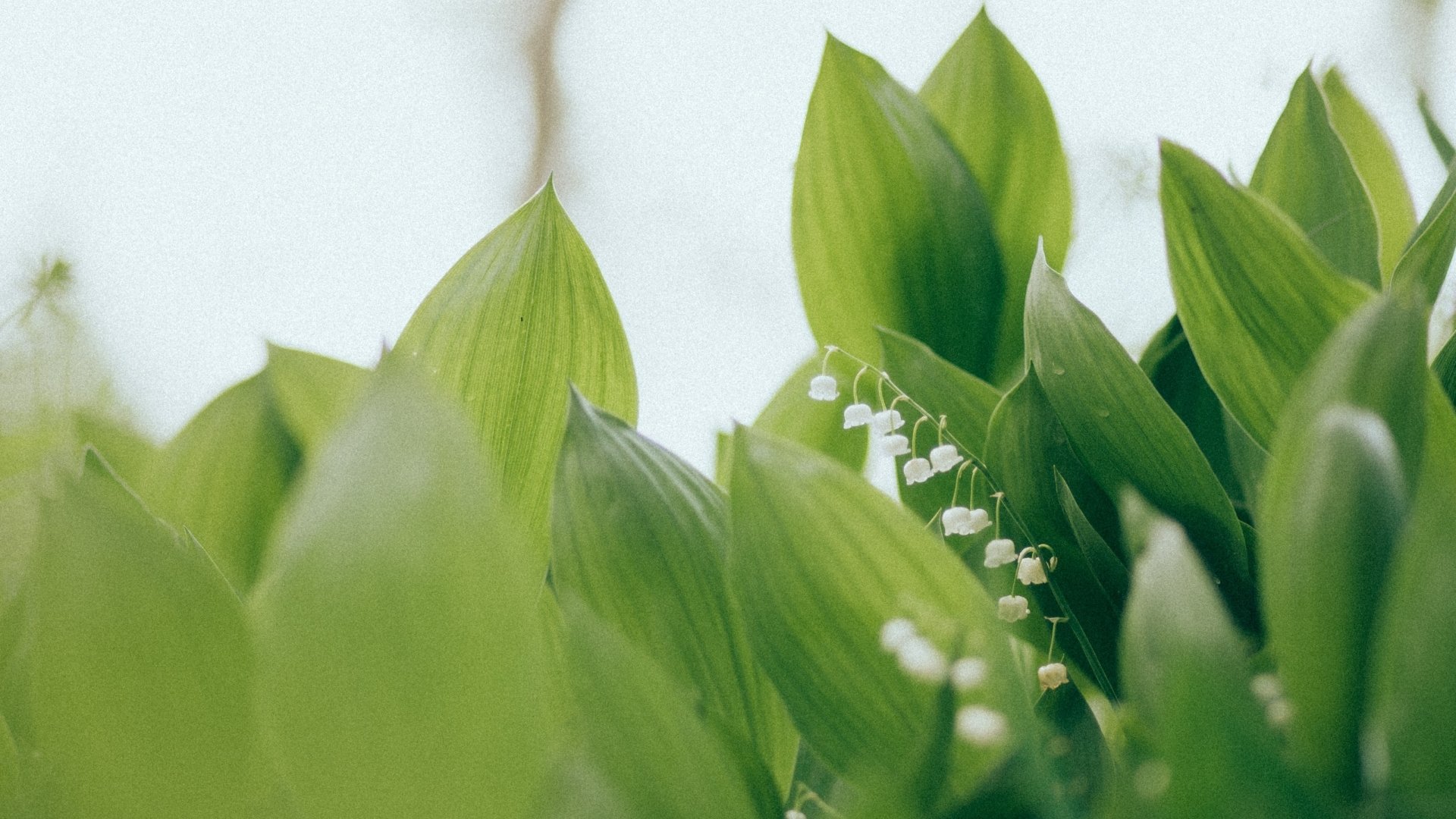 Nature Lily Of The Valley HD Wallpaper