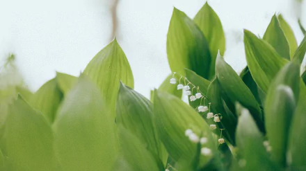 nature leaf white flower flower lily of the valley HD Desktop Wallpaper | Background Image