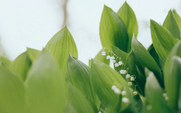 nature leaf white flower flower lily of the valley HD Desktop Wallpaper | Background Image