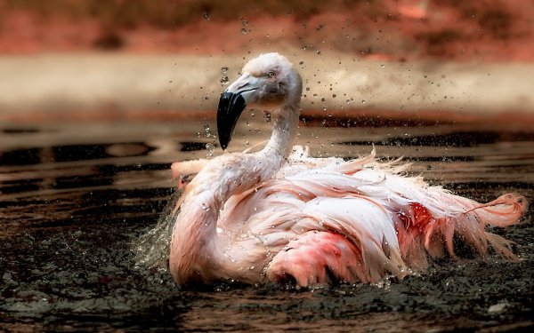 Animal Flamingo Birds Flamingos Bird HD Wallpaper | Background Image