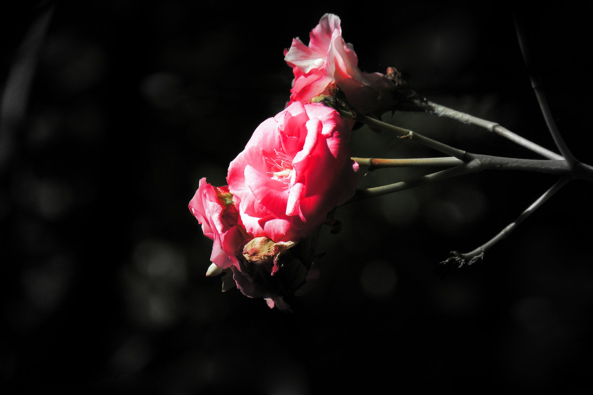 A vivid close-up of pink flowers against a dark background, captured in stunning 4K Ultra HD for a sharp nature-themed PC desktop wallpaper.