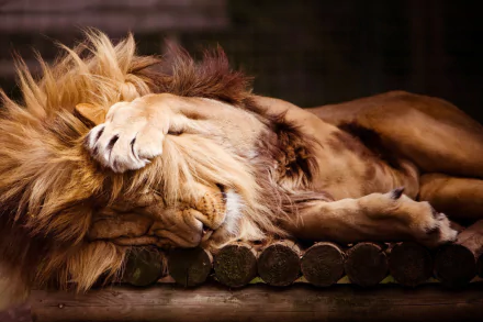 Lion in Cute Position