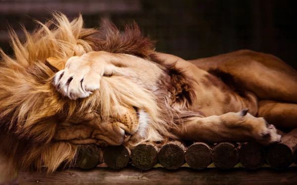  Lion in Cute Position