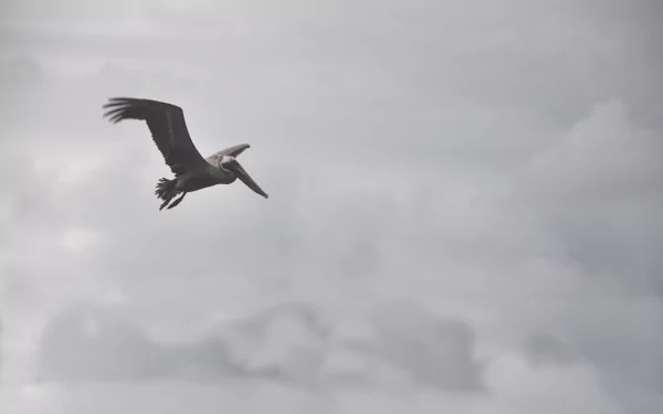 cloud bird Animal pelican HD Desktop Wallpaper | Background Image