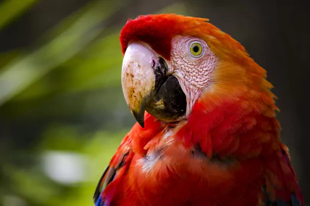 close-up bird Animal scarlet macaw HD Desktop Wallpaper | Background Image