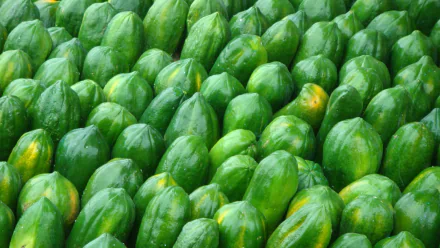 HD PC desktop wallpaper of a close-up pattern of green Papayas — glossy green fruit arranged tightly as a food background.