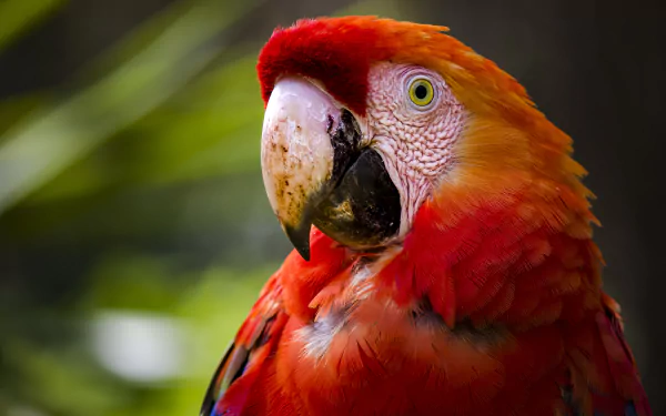 close-up bird Animal scarlet macaw HD Desktop Wallpaper | Background Image