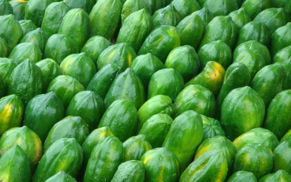 HD PC desktop wallpaper of a close-up pattern of green Papayas — glossy green fruit arranged tightly as a food background.