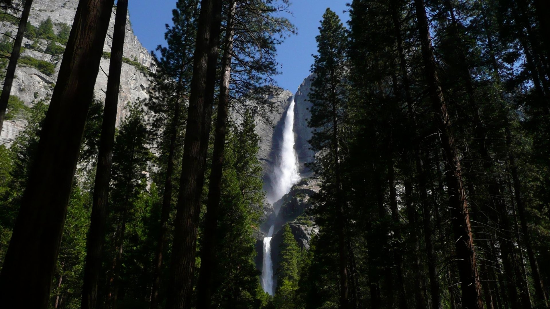 Download Tree Forest Waterfall Nature Yosemite Falls HD Wallpaper