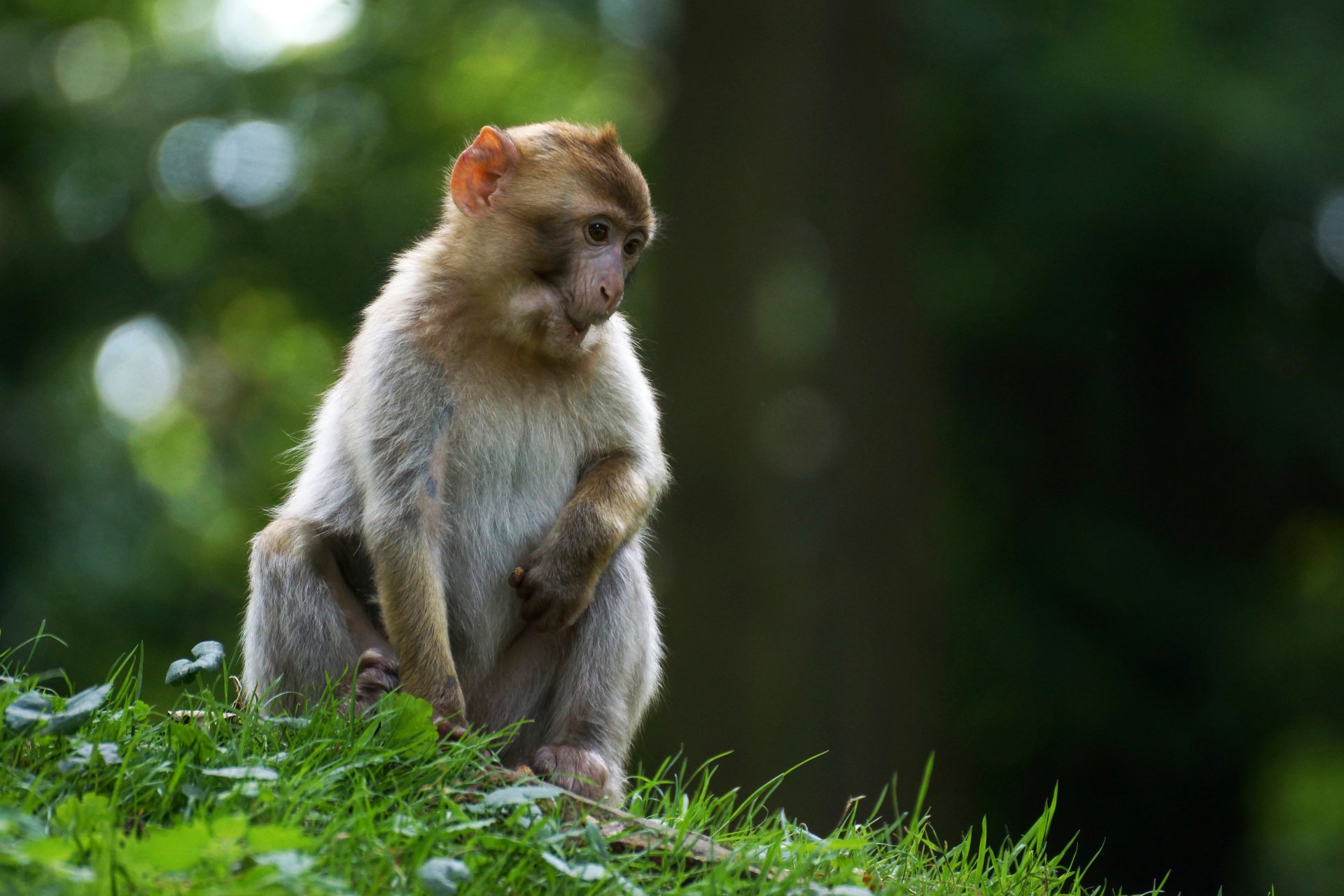 Macaque monkey perched on grass with soft bokeh forest behind — animal portrait, 5K Ultra HD PC desktop wallpaper