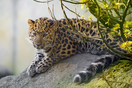 A majestic Amur leopard rests on a rock surrounded by greenery, captured in stunning 4K Ultra HD quality for a vivid PC desktop wallpaper.