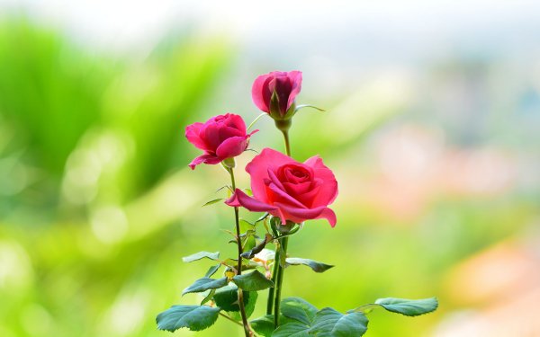 Earth Rose Flowers Flower Pink Flower Nature HD Wallpaper | Background Image