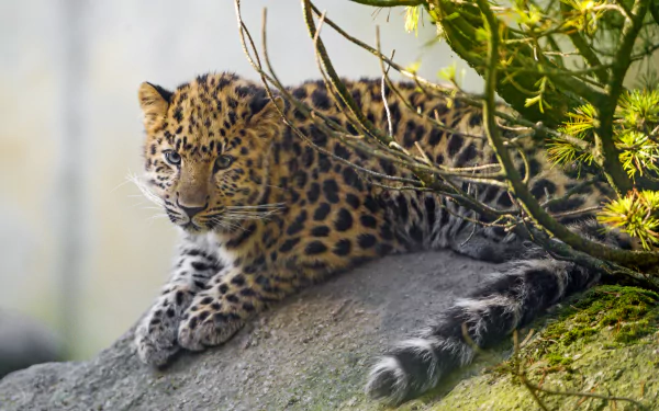 Amur Leopard 4k Wallpapers