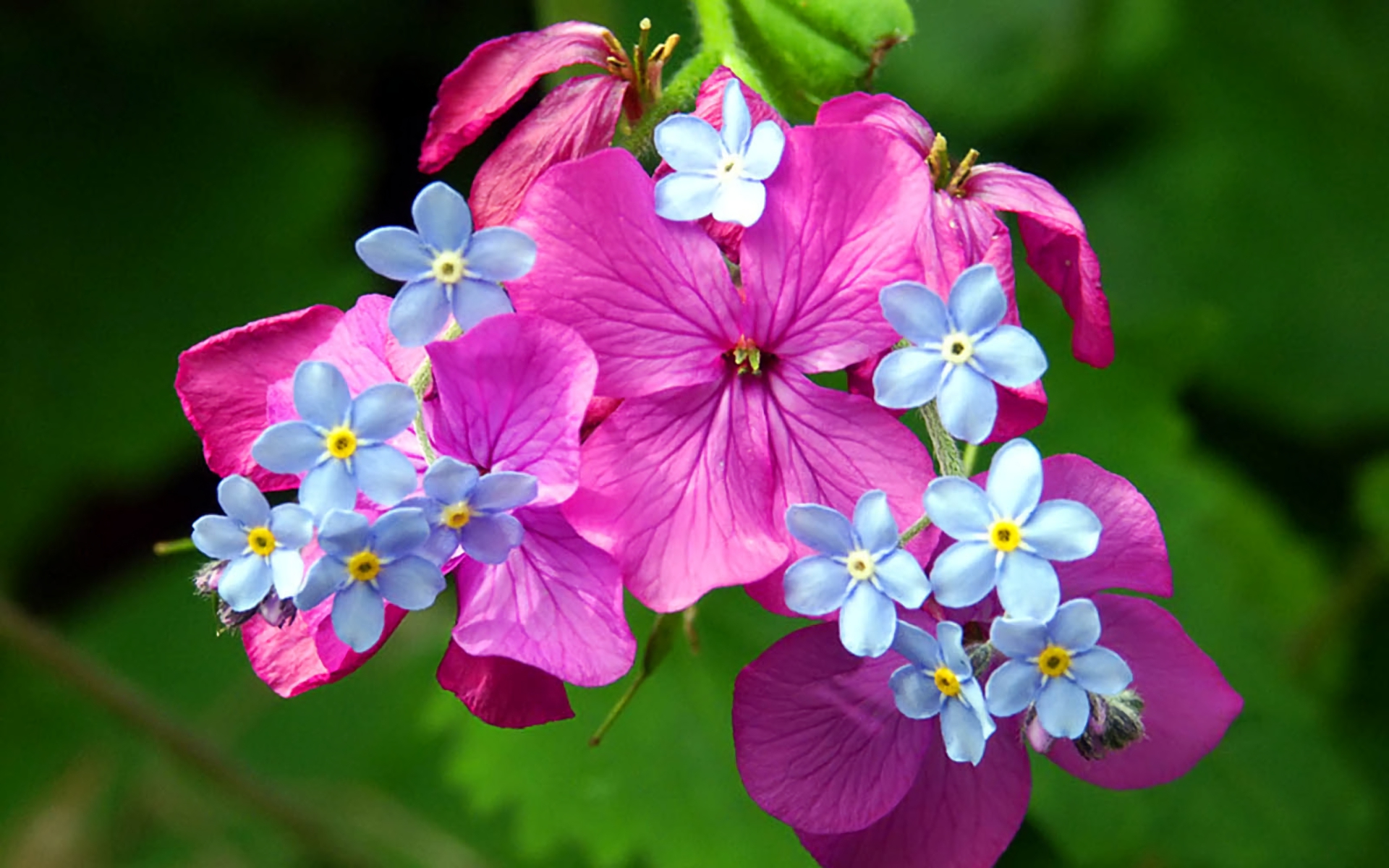 Pink Flowers and Forget-Me-Nots