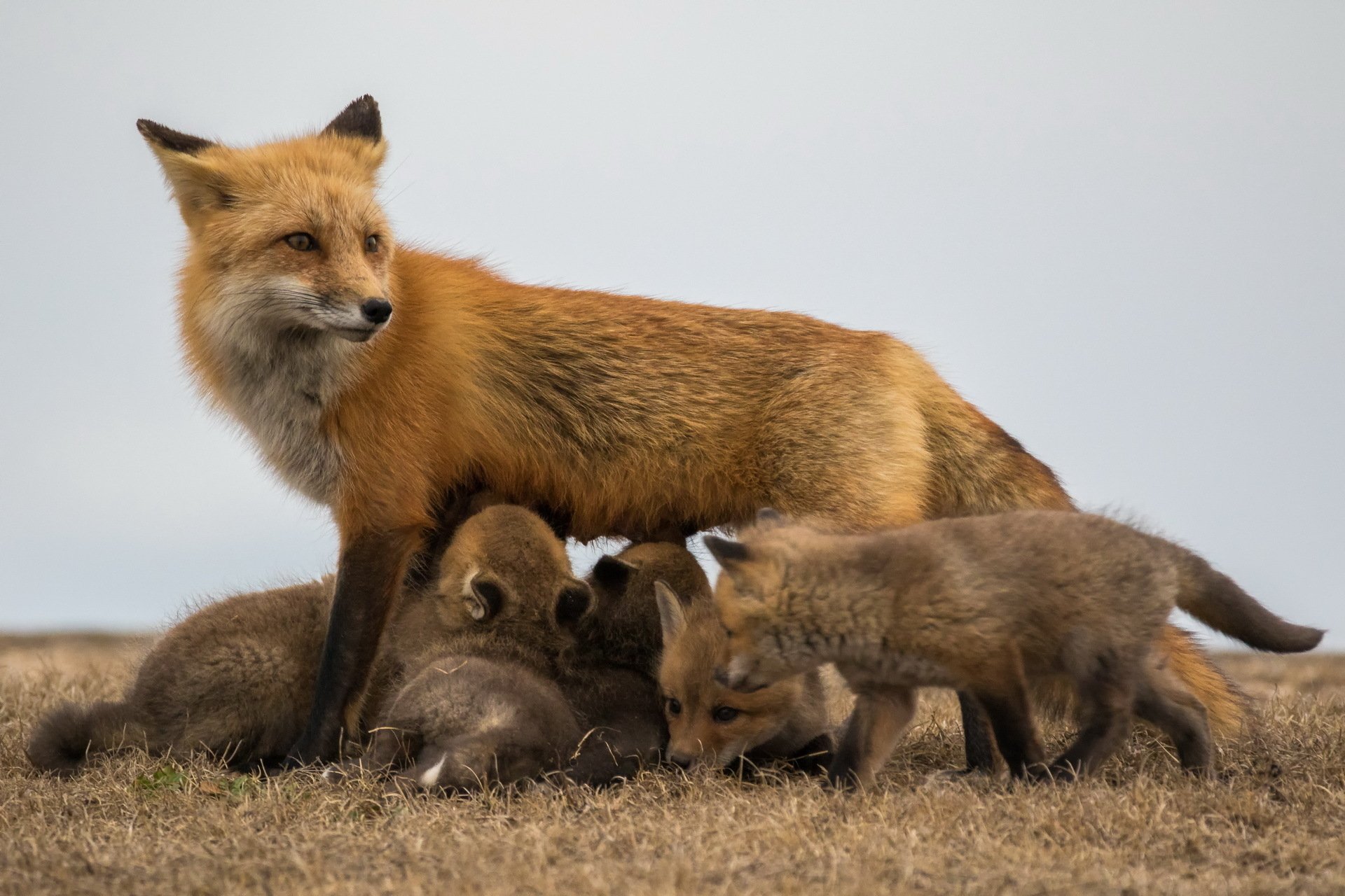 HD desktop wallpaper of a mother fox with her playful baby foxes on a grassy field under a clear sky.