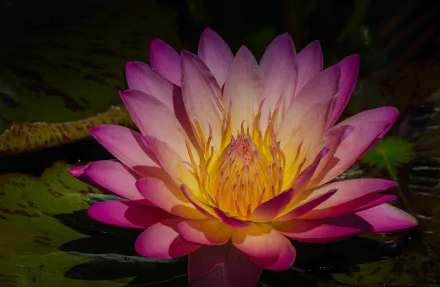 Close-up pink water lily with a glowing yellow center on a lily pad in dark water — 2K Quad HD PC desktop wallpaper and background.