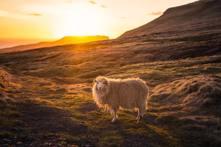 A sheep stands on sunlit rolling hills at sunset, captured in a high-definition PC desktop wallpaper background.