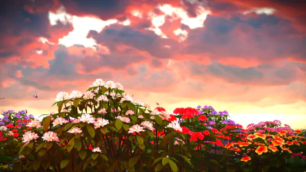 purple flower red flower white flower flower cloud nature phlox HD Desktop Wallpaper | Background Image