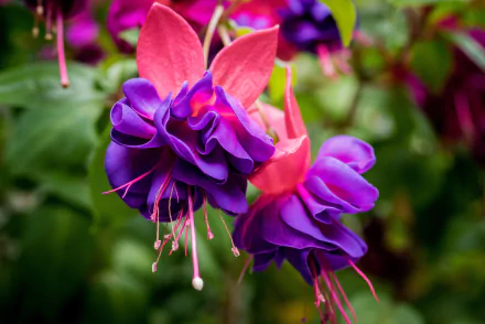 Close-up macro of vibrant purple and fuchsia flowers amidst green foliage, captured in HD for a colorful nature-themed PC desktop wallpaper background.