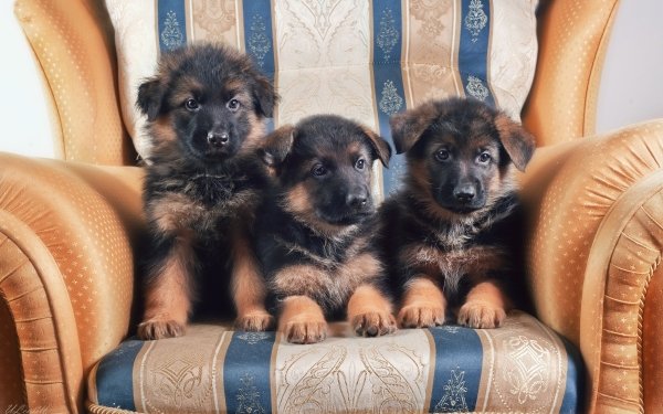 Animal German Shepherd Dogs Dog Puppy HD Wallpaper | Background Image