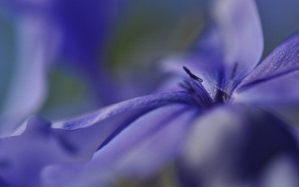 Earth Flower Flowers Macro Purple Flower HD Wallpaper | Background Image