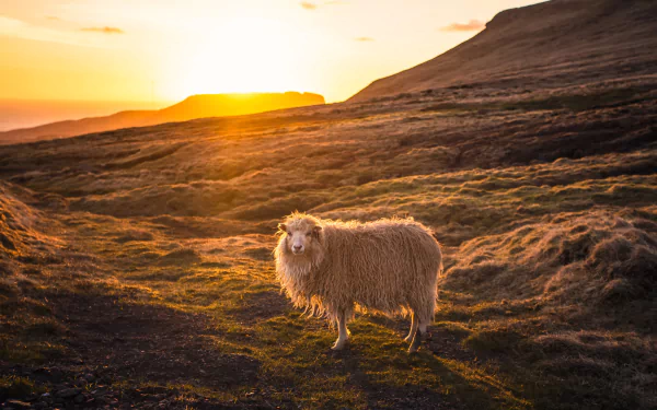 sunny Animal sheep HD Desktop Wallpaper | Background Image