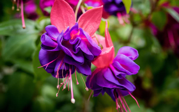 Close-up macro of vibrant purple and fuchsia flowers amidst green foliage, captured in HD for a colorful nature-themed PC desktop wallpaper background.