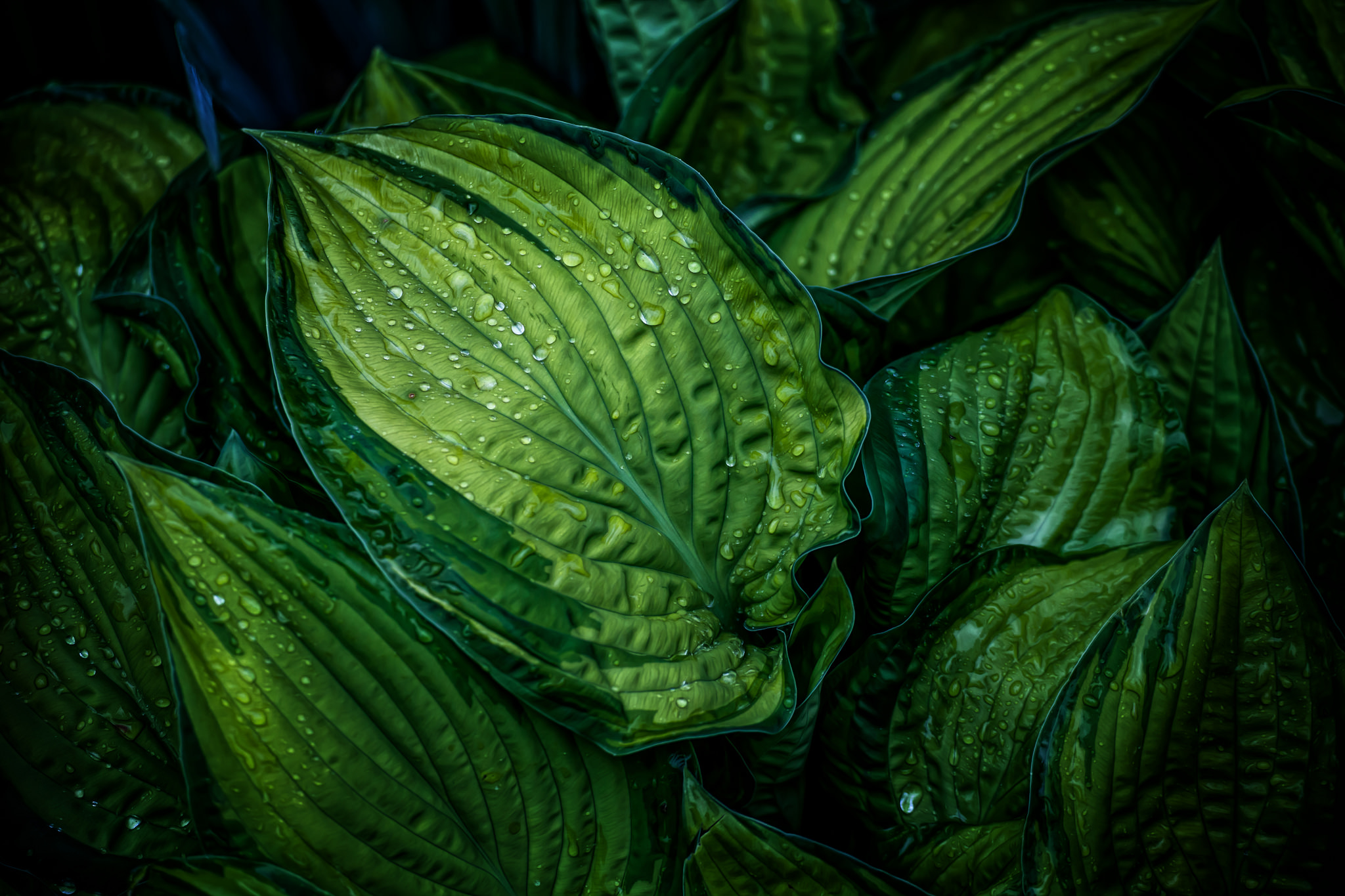 Nature Leaf HD Wallpaper by Chris Frank
