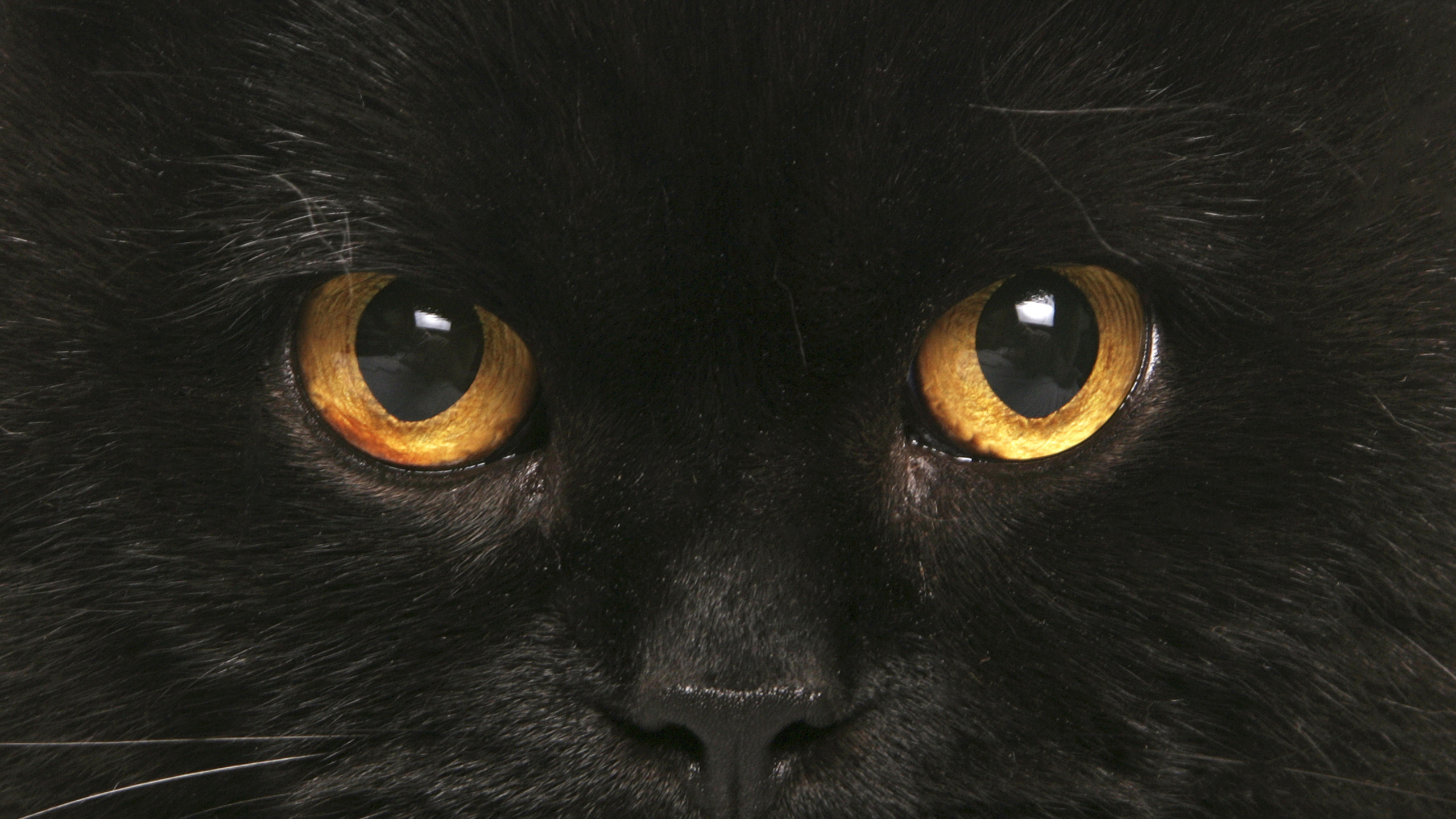 Cat Eyes Wallpaper Hd - PetsWall