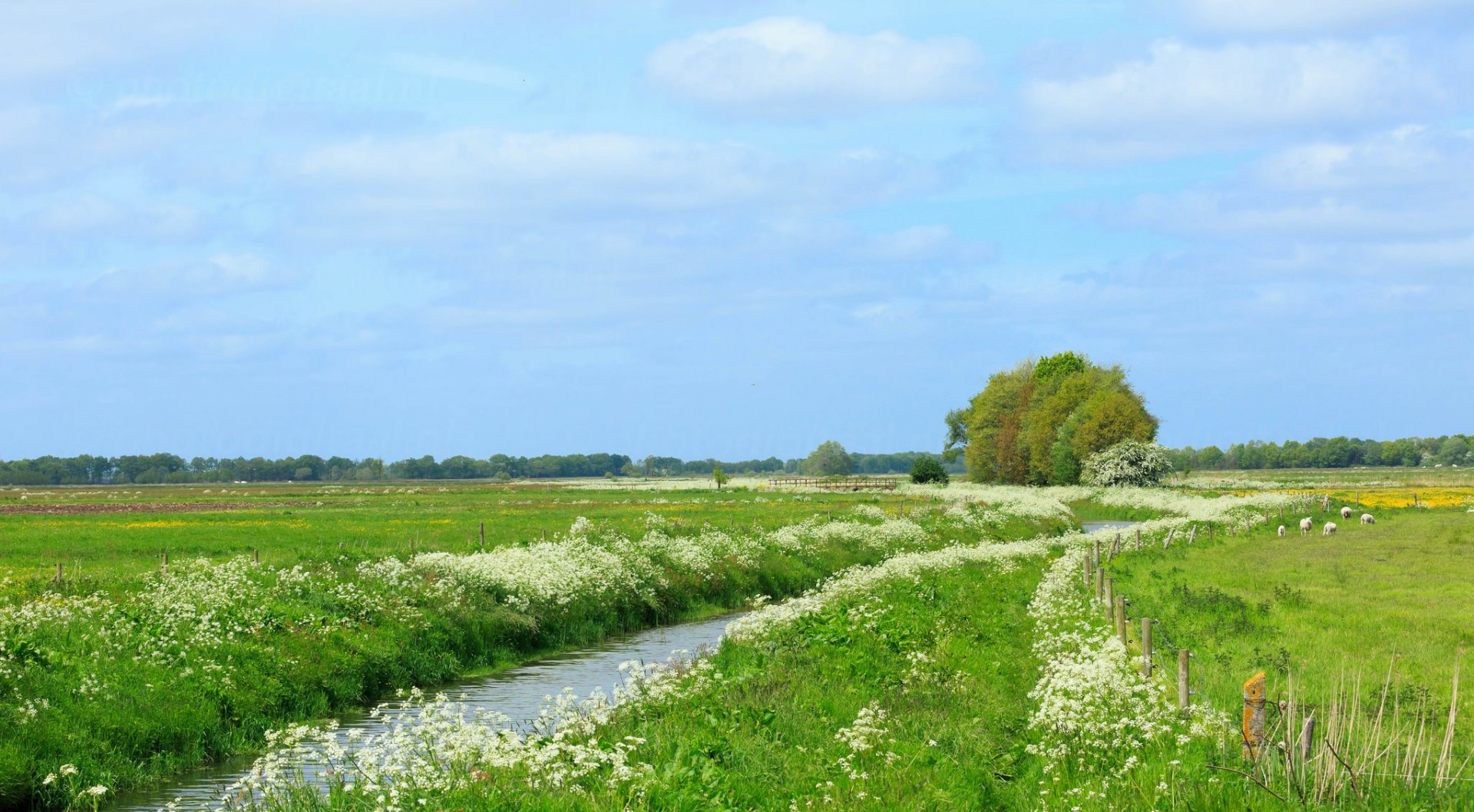 Download Netherlands Stream Meadow Nature Landscape HD Wallpaper ...