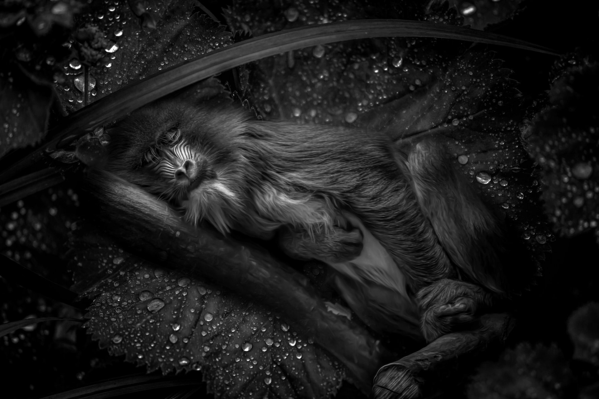 Black & white HD PC desktop wallpaper of a resting mandrill monkey curled on dewy leaves, detailed fur and textured background.