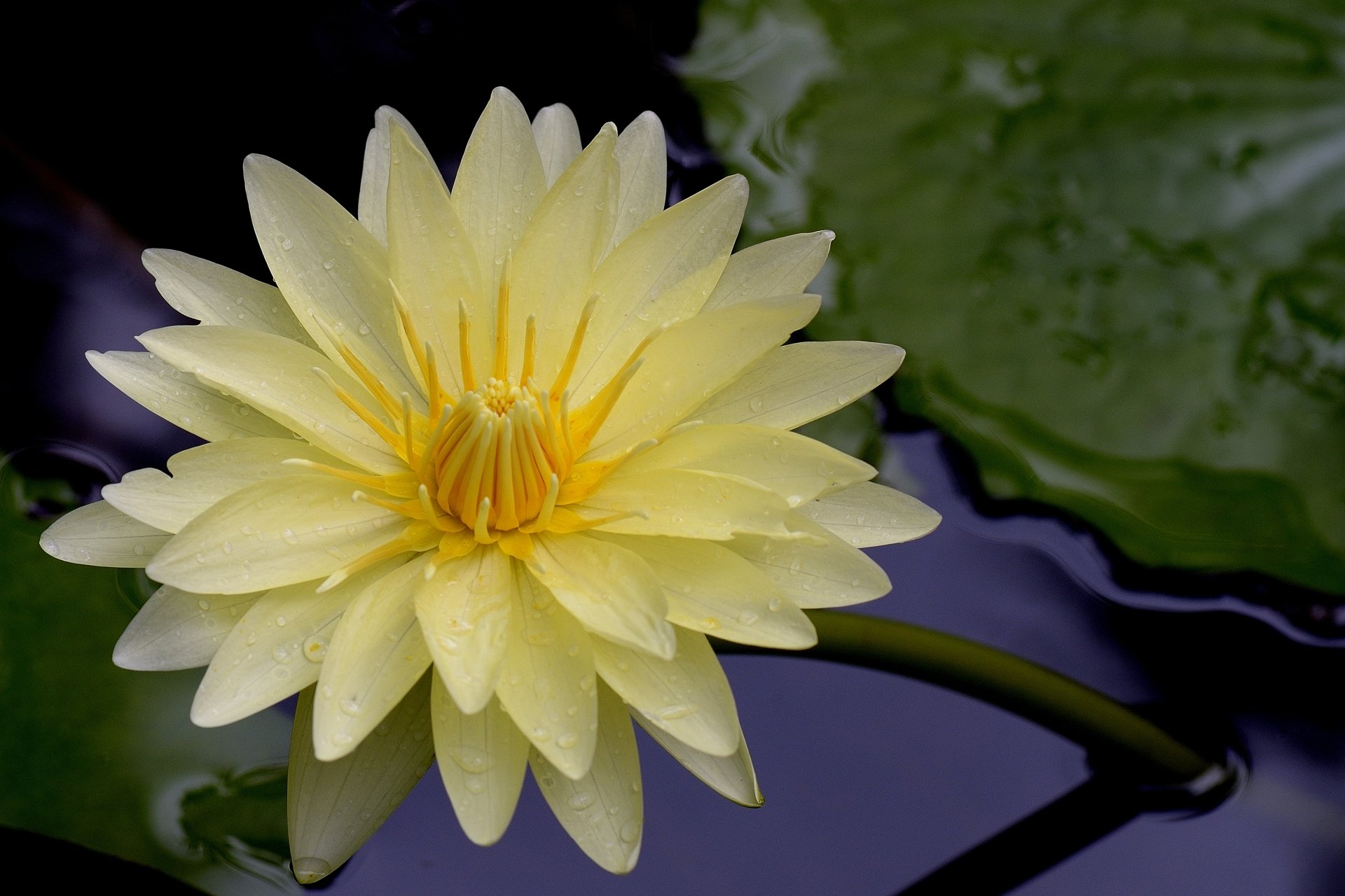 A stunning yellow lotus flower atop a lily pad, surrounded by nature. This image is a vibrant 4K Ultra HD wallpaper, adding beauty to any desktop background.