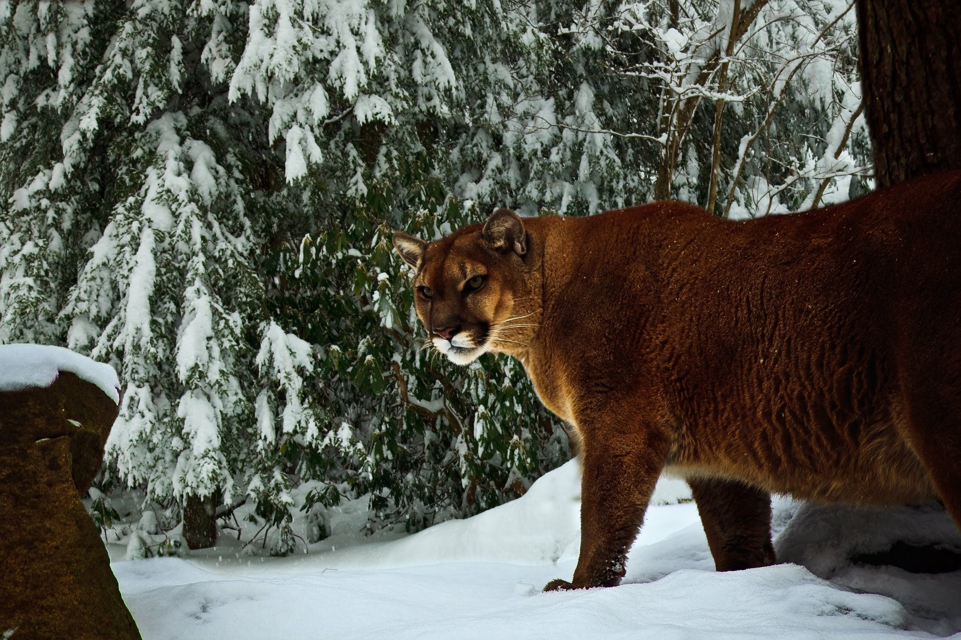 Cougar On Winter Hunt 5k Retina Ultra Hd Wallpaper Background Image