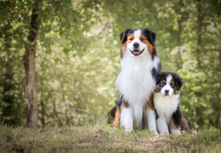 Two Australian Shepherd dogs, an adult and a puppy, sit closely together on grass with a blurred green forest background, captured in 4K Ultra HD quality.